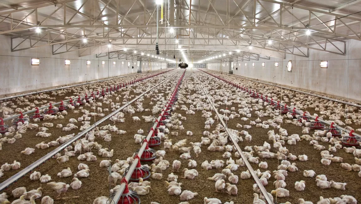 птицефабрика