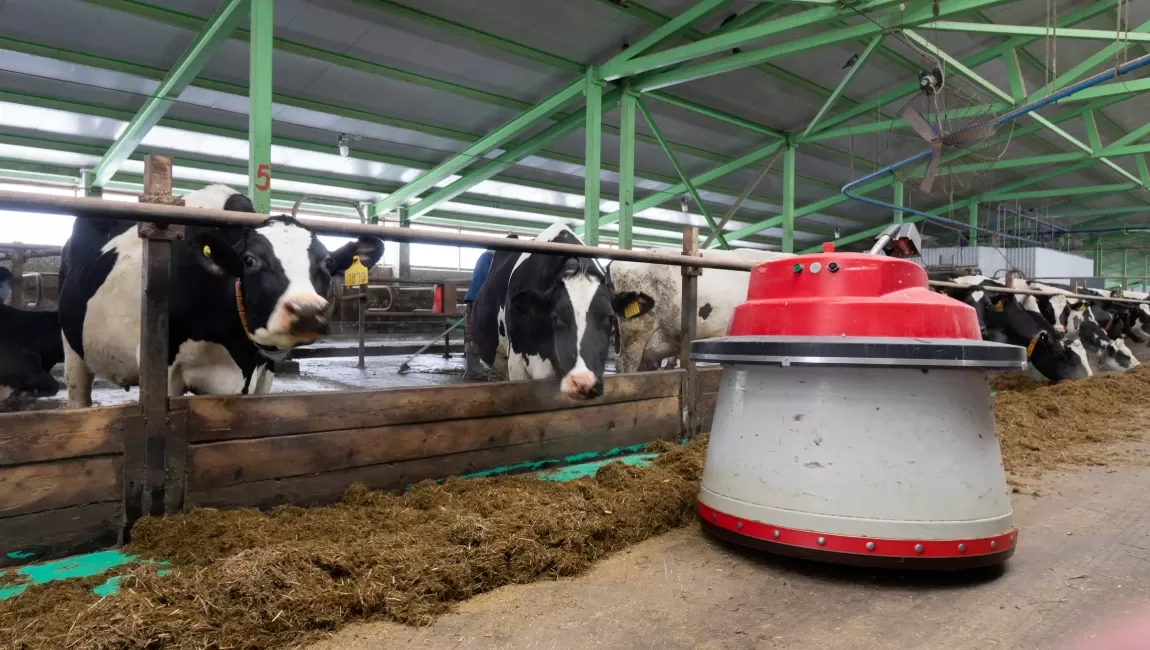 ангар для коров